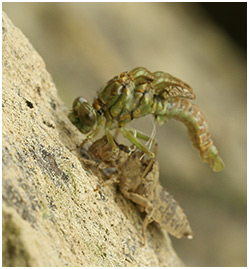 Onychogomphus forcipatus mâle