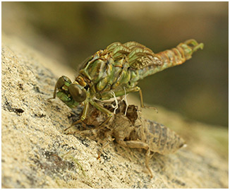 Onychogomphus forcipatus mâleOnychogomphus forcipatus mâle