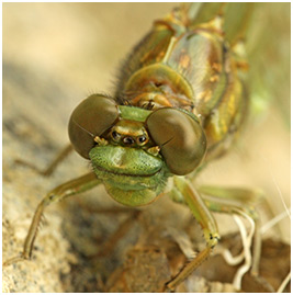 Onychogomphus forcipatus mâle