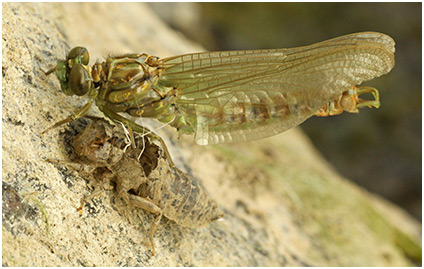 Onychogomphus forcipatus mâle