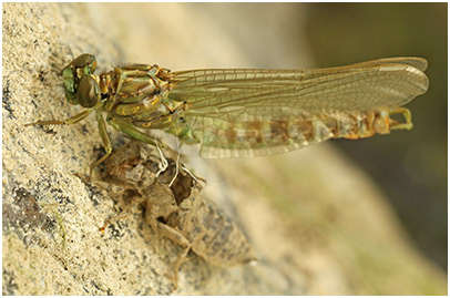 Onychogomphus forcipatus mâle