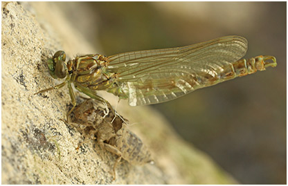 Onychogomphus forcipatus mâle