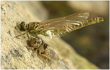 Onychogomphus forcipatus mâle