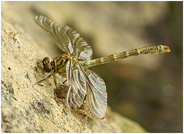 Onychogomphus forcipatus mâle