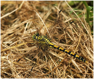 Onychogomphus forcipatus femelle