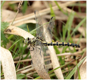 Onychogomphus forcipatus femelle