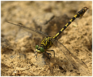 Onychogomphus forcipatus mâle