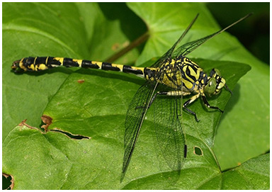 Onychogomphus forcipatus mâle