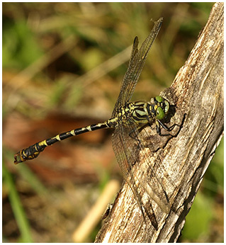 Onychogomphus forcipatus mâle