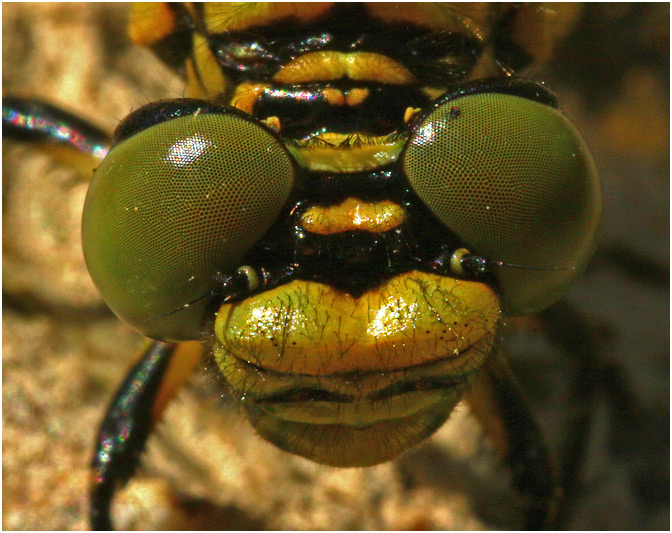 Onychogomphus forcipatus, yeux