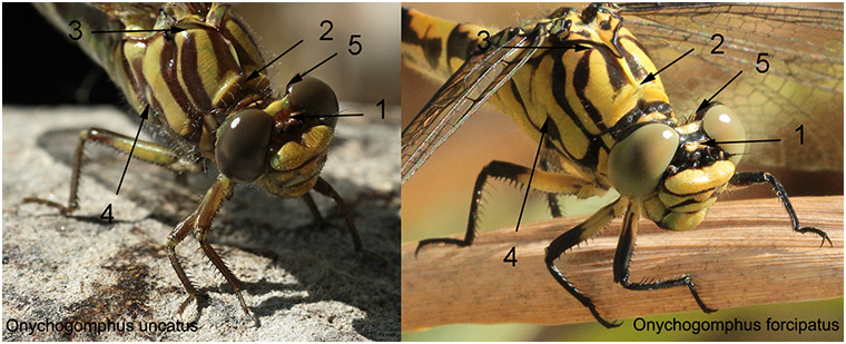 Discrimination Onychogomphus forcipatus vs uncatus