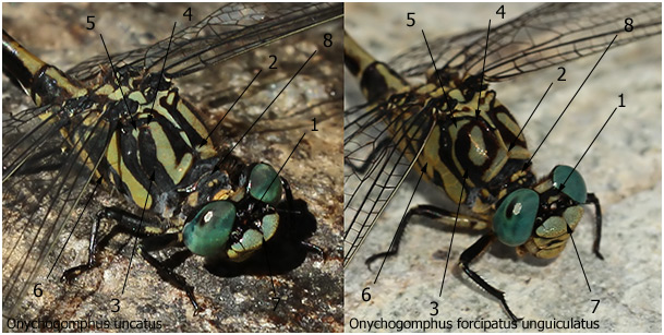 Comparaison Onychogomphus uncatus vs Onychogomphus forcipatus