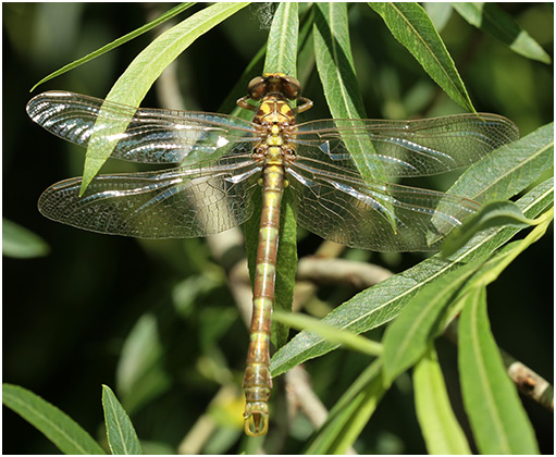 Onychogomphus uncatus mâle émergent