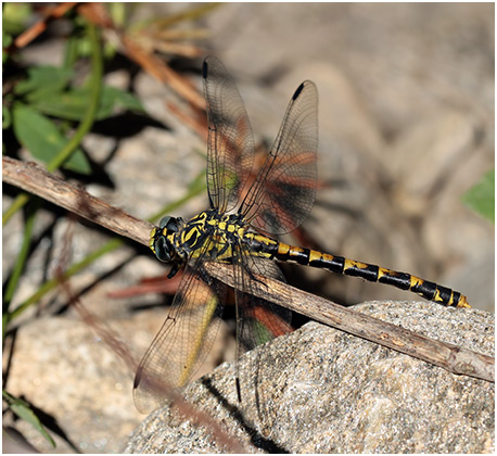 Onychogomphus uncatus femelle 