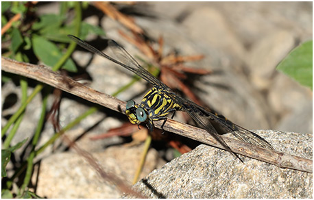 Onychogomphus uncatus femelle 