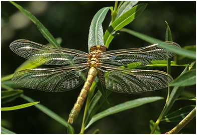 Onychogomphus uncatus femelle émergente