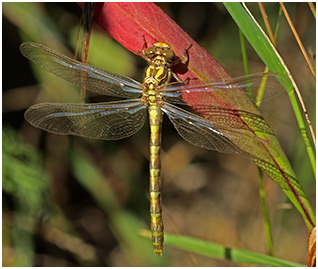 Onychogomphus uncatus femelle émergente