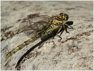 Onychogomphus uncatus femelle émergente