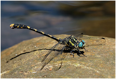 Onychogomphus uncatus mâle