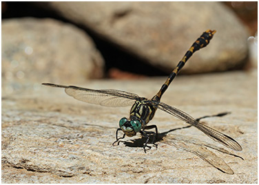 Onychogomphus uncatus mâle