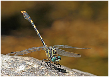 Onychogomphus uncatus mâle