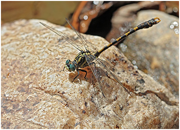 Onychogomphus uncatus mâle