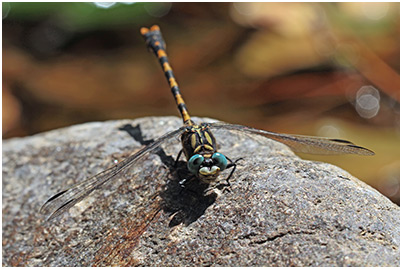 Onychogomphus uncatus mâle