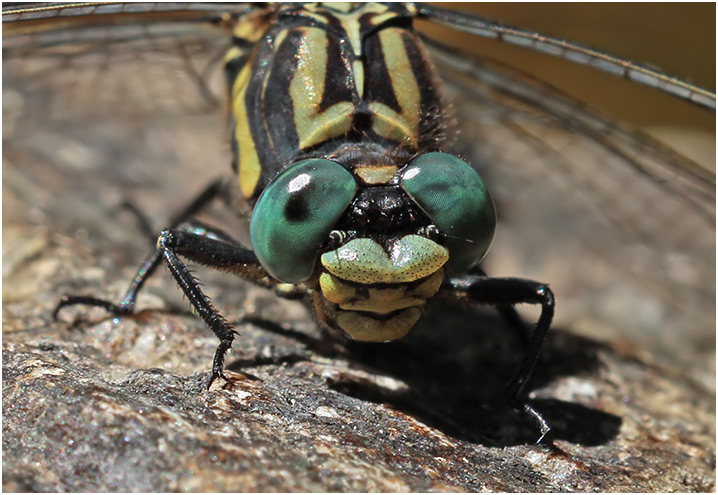 Onychogomphus uncatus mâle