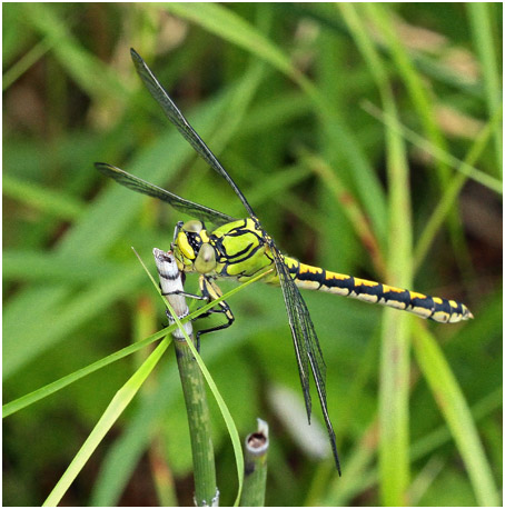 Ophiogomphus cecilia femelle, Suède