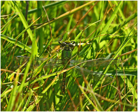 Ophiogomphus cecilia