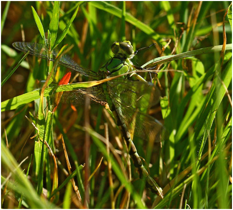 Ophiogomphus cecilia