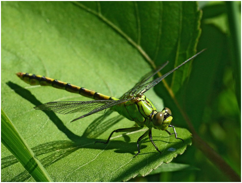 Ophiogomphus cecilia mâle immature