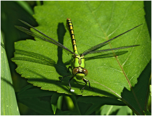 Ophiogomphus cecilia mâle immature