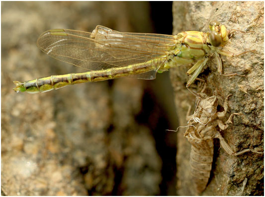 Stylurus flavipes mâle