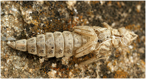 Stylurus flavipes exuvie