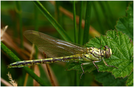 Stylurus flavipes femelle émergente