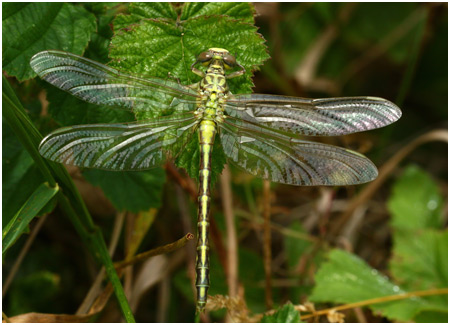 Stylurus flavipes femelle émergente