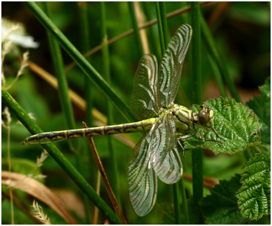 Stylurus flavipes femelle émergente