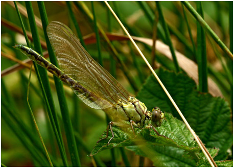 Stylurus flavipes femelle émergente