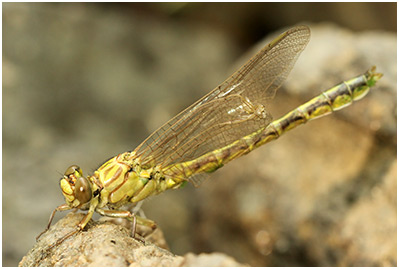 Gomphus flavipes mâle émergent