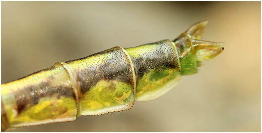 Gomphus flavipes mâle émergent