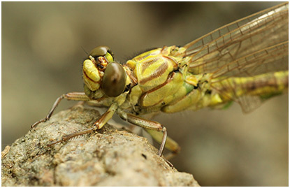 Gomphus flavipes mâle émergent