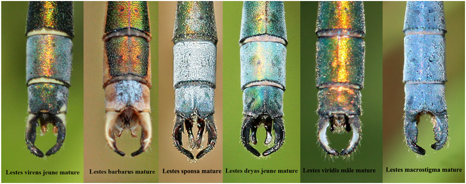 Comparaison des appendices anaux des Lestes métropolitains