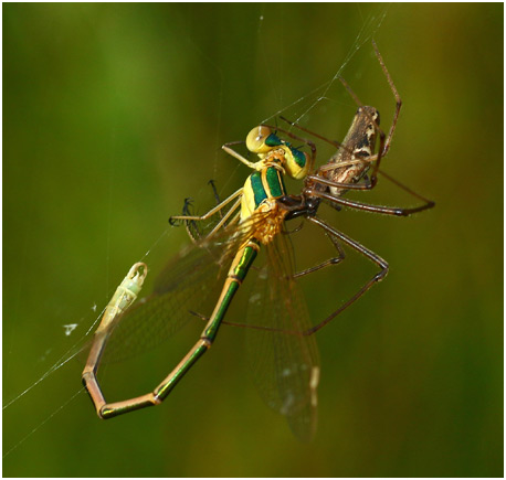 Prédation sur Lestes barbarus mâle émergent