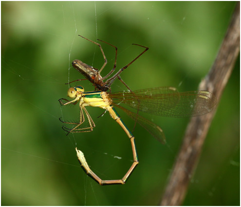 Prédation sur Lestes barbarus mâle émergent