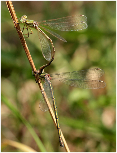 Tandem hétérospécifique - Lestes barbarus mâle X Lestes viridis femelle