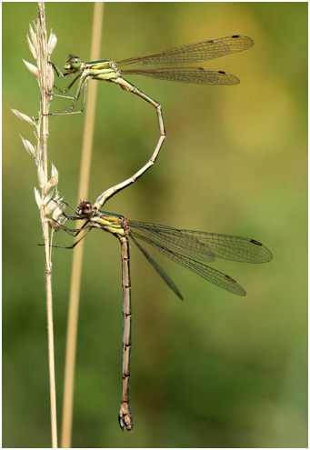 Tandem hétérospécifique - Lestes barbarus mâle X Lestes viridis femelle