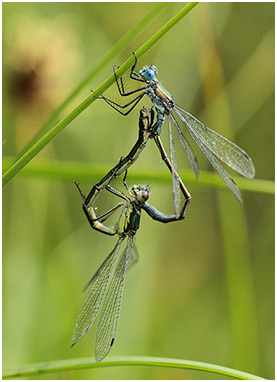 Lestes dryas accouplement