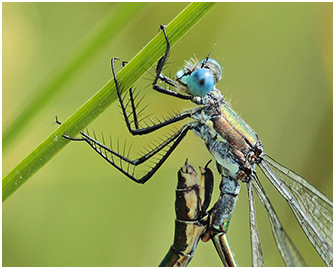 Lestes dryas accouplement