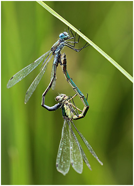 Lestes dryas accouplement